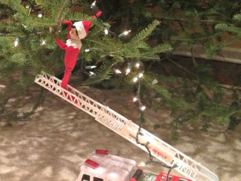 Image for Stringing up the lights on the tree 